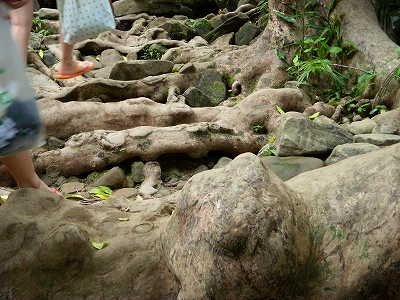 沖縄アルバム(8)西表島の川と滝_d0116009_1585091.jpg