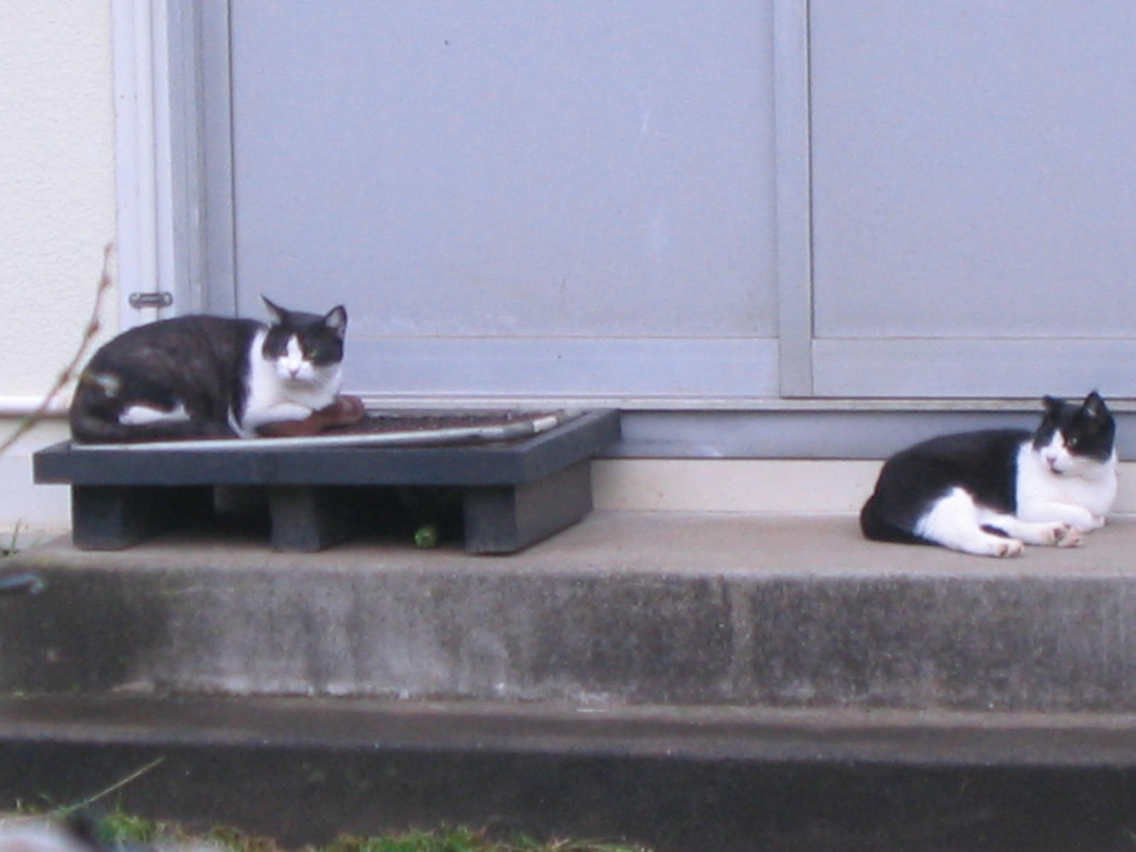 雨の日曜、猫曜日。_d0070444_19505351.jpg