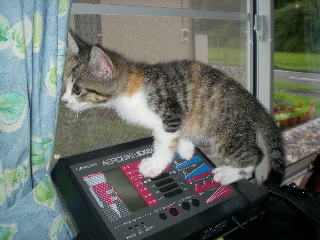 2008年9月21日(日)ハクビシン?見たよ~!_f0060461_21341531.jpg
