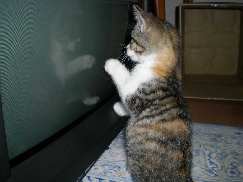 2008年9月21日(日)ハクビシン?見たよ~!_f0060461_21372631.jpg
