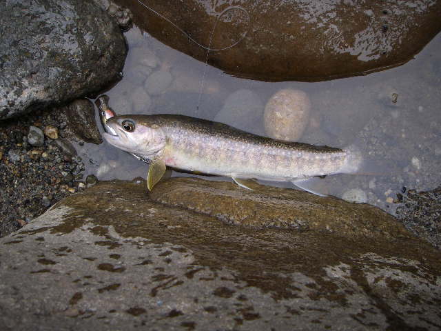 c0108863_4184879.jpg
