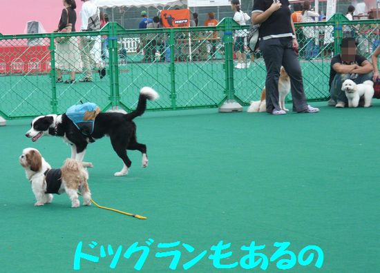 超犬祭！_a0100564_1734141.jpg