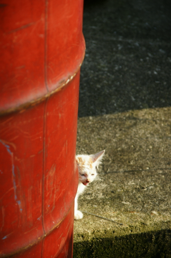 びわ湖の風　－－2008年９月２０日－－ Vol.1_b0155395_16465368.jpg