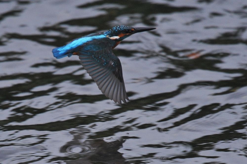 カワセミ横っ飛び_b0024798_4333987.jpg