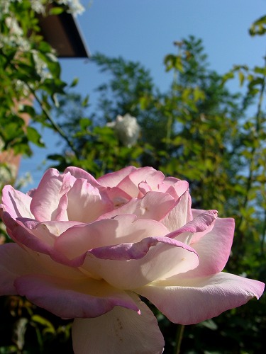 f0170524_1182966.jpg