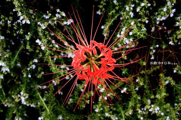b0147425_1341810.jpg