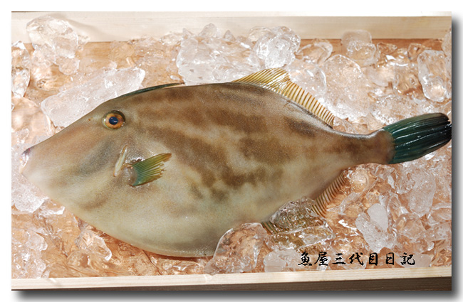 馬面剥 ウマヅラハギ お馬のようなお顔がキュートです 魚屋三代目日記