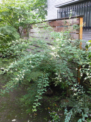植物の育て方 001 シロバナハギ あずきハウス