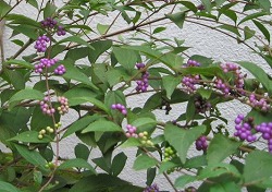 e0041168_95722.jpg