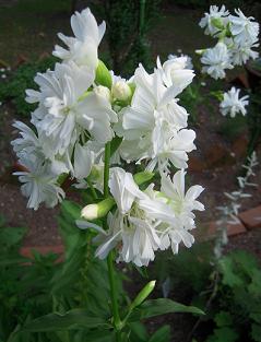 ソープワート 白花八重 ハーブに癒されて ソープワート 白花八重 ハーブに癒されて