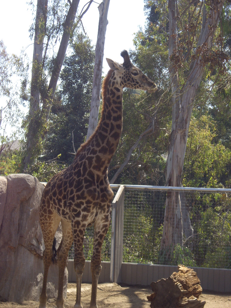 San Diego Zoo_b0013870_14491396.jpg