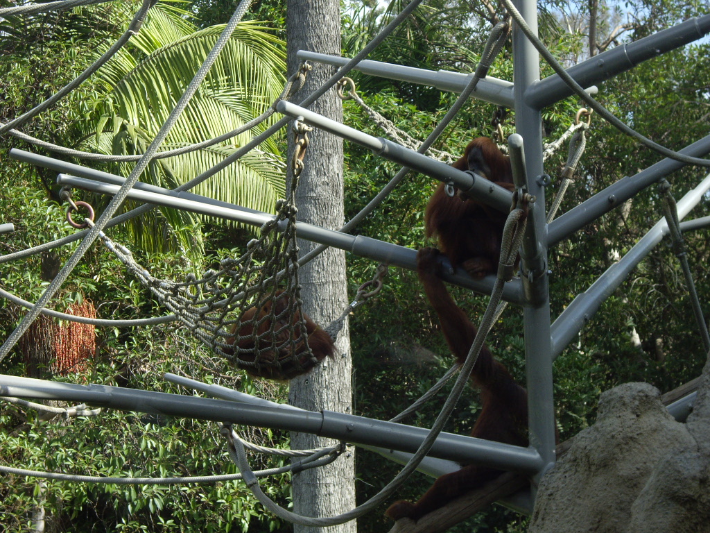 San Diego Zoo_b0013870_14511168.jpg