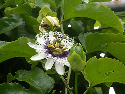 三宅島・パッションフルーツの花（追記あり）_e0097770_1972343.jpg