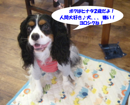 e0066883_22272043.gif