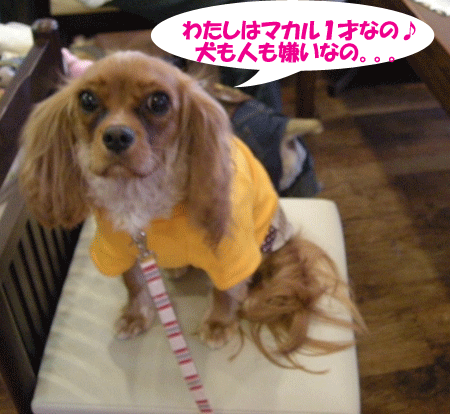 e0066883_22303128.gif