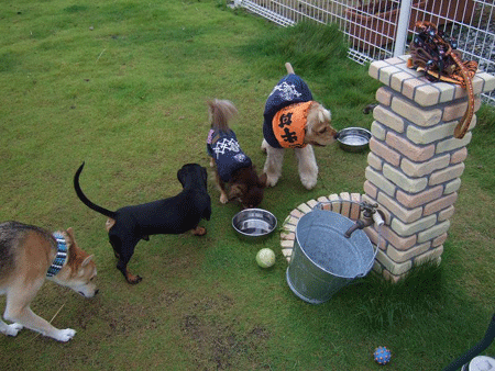 e0066883_22522726.gif