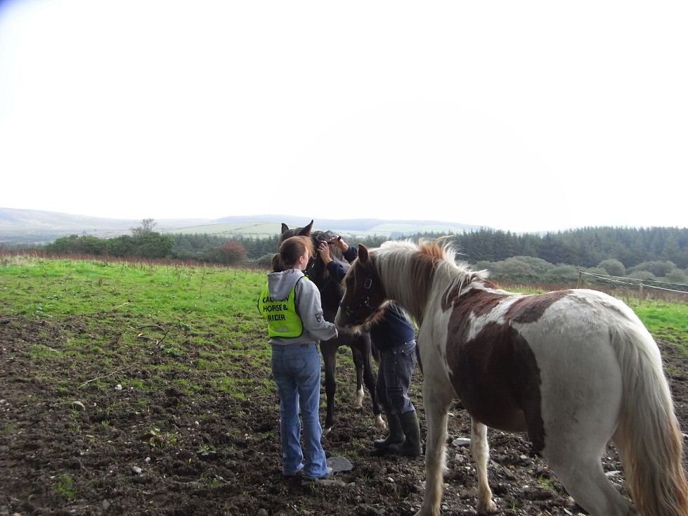 バイバイ 馬さん イギリス ウェールズの自然なくらし バイバイ 馬さん イギリス ウェールズの自然なくらし
