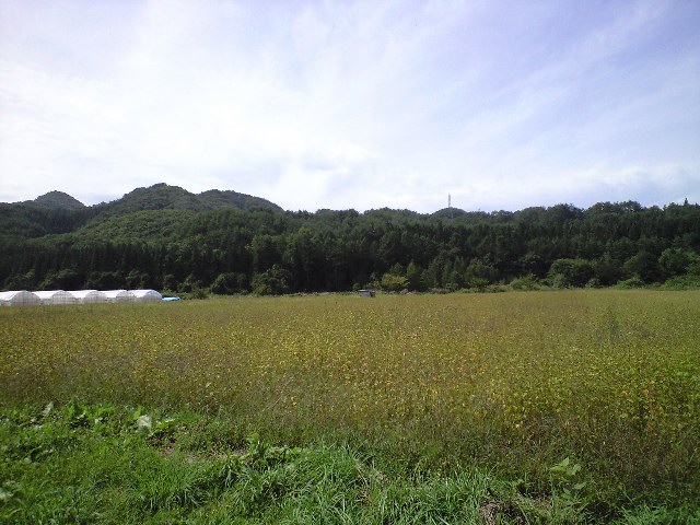 蕎麦畑_d0099708_6455230.jpg