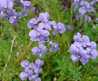 f0170524_14133621.jpg