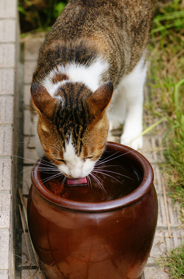 「猫はなぜ，大きな器で水を飲みたがるのか」仮説_b0060239_2330494.jpg