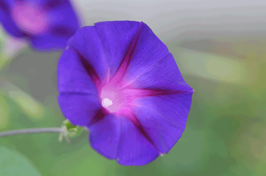 c0093046_7242025.gif
