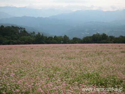 赤そばの花_d0066560_193878.jpg