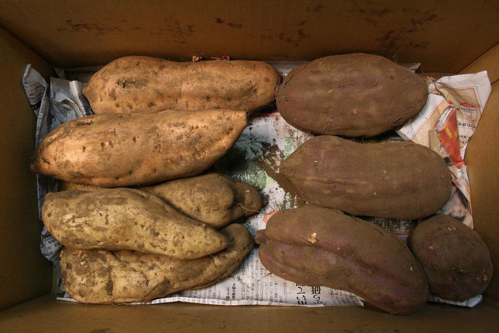 21世紀になっても、やっぱり20世紀梨_a0107574_20151523.jpg