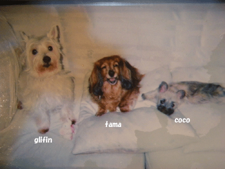 e0066883_19125991.gif