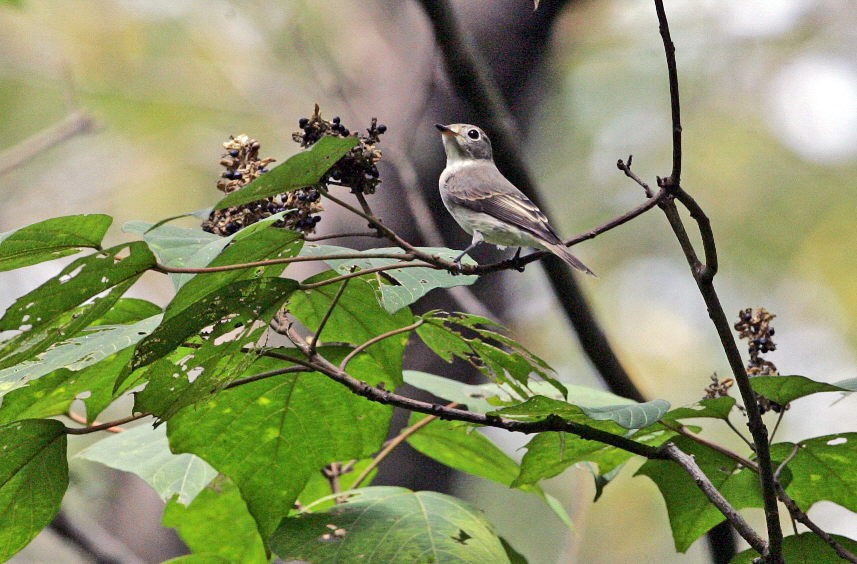 お揃い　　エゾ、コサメ、キビ　　2008/9/23_e0139088_2115831.jpg