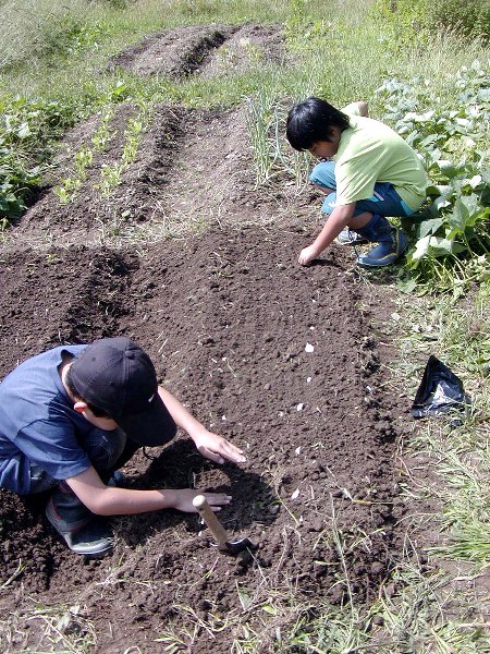 ニンニクを植えました！_c0057390_23132258.jpg