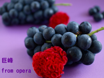 巨峰 from opera_d0144095_21505471.jpg