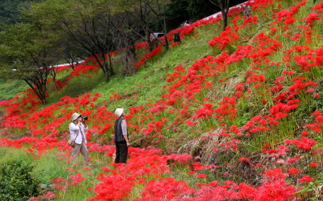 彼岸花 菊鹿町 番所の棚田 自由気ままに 彼岸花 菊鹿町 番所の棚田 自由気ままに