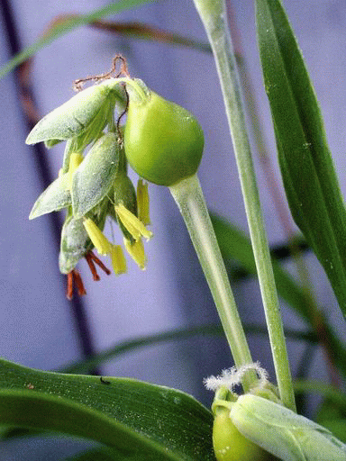 e0025300_12561822.gif