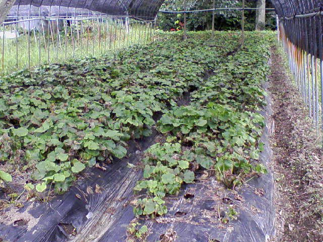 e0124705_20322039.jpg