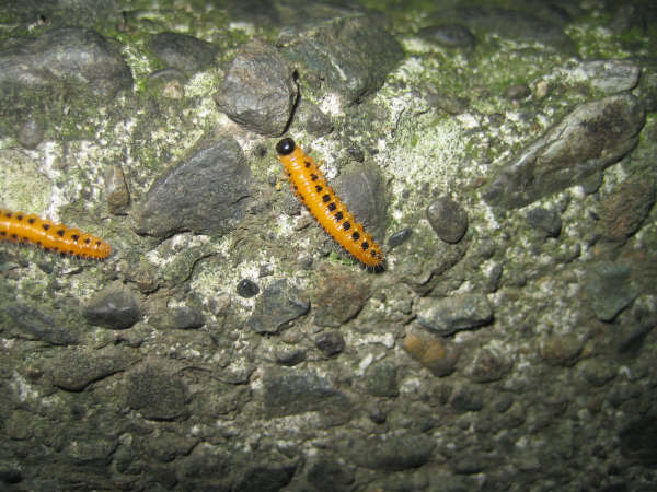 公園にオレンジ色の毛虫が大量発生 昆虫ブログ むし探検広場