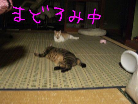 a0099131_14103621.jpg