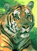 a0050838_10561693.gif