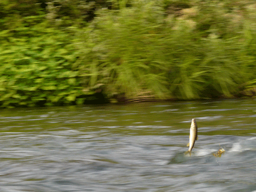 a0056140_20282358.gif