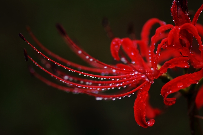 雨の曼珠沙華_d0152341_613388.jpg