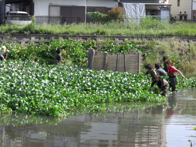 ホテイアオイ駆除 なつかしい未来への道
