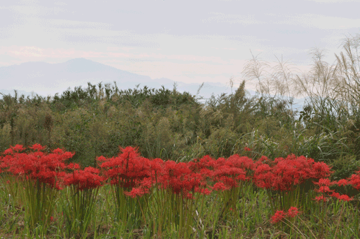 c0093046_6381322.gif