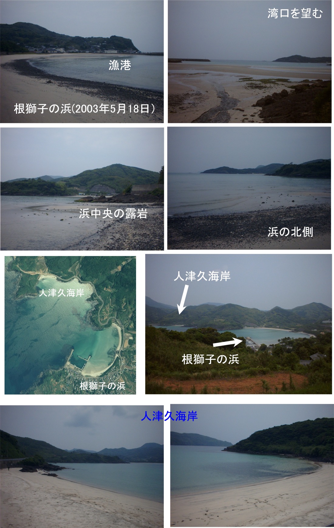 チョウセンハマグリ集団を失った平戸の根獅子の浜 1 Beachmollusc ひむかのハマグリ チョウセンハマグリ集団を失った平戸の根獅子の浜 1 Beachmollusc ひむかのハマグリ