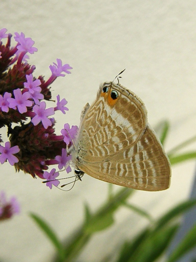 e0064158_13293.jpg