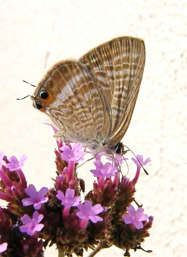 e0064158_14859.jpg
