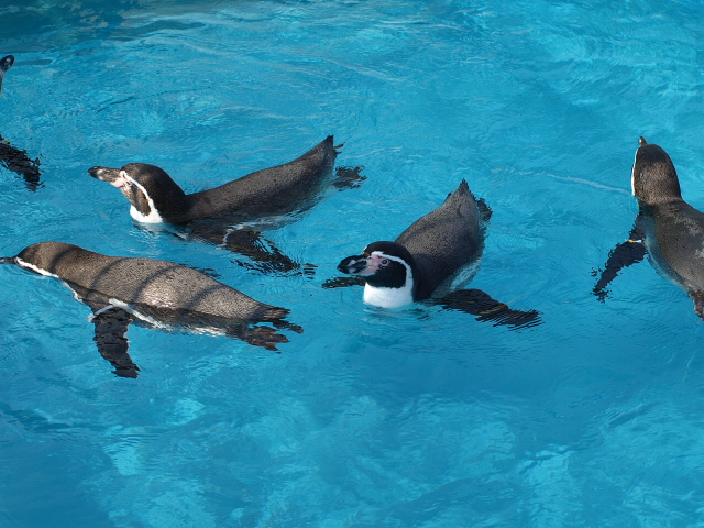 室蘭水族館のペンギン_d0153062_932217.jpg