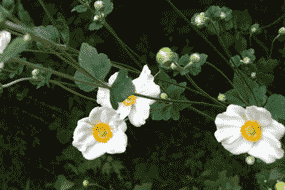 秋明菊2／自然_a0086067_1154736.gif