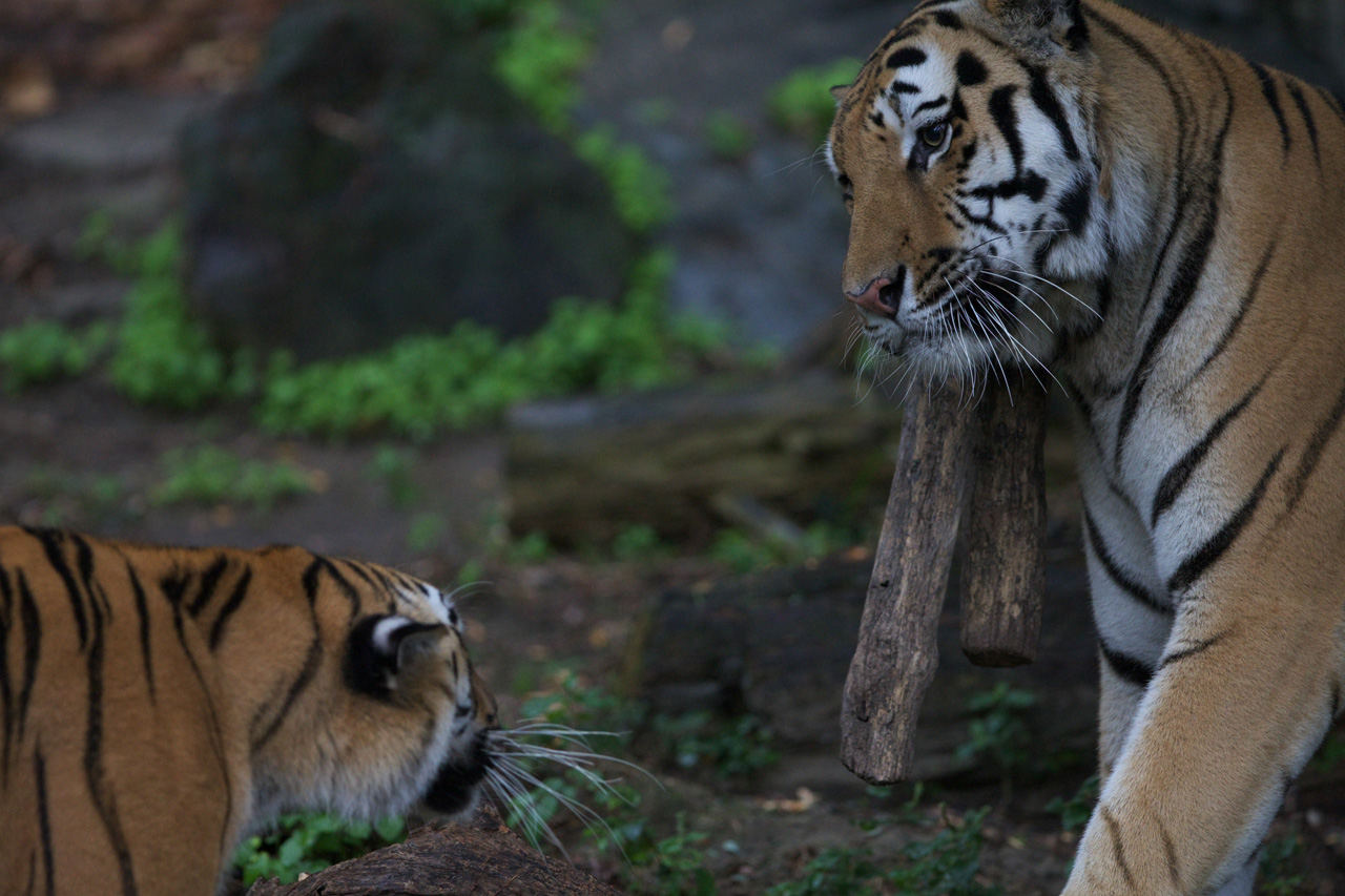 天王寺動物園552_e0060169_6373757.jpg