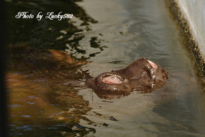 久しぶりの動物園（１）_e0002371_19574733.jpg