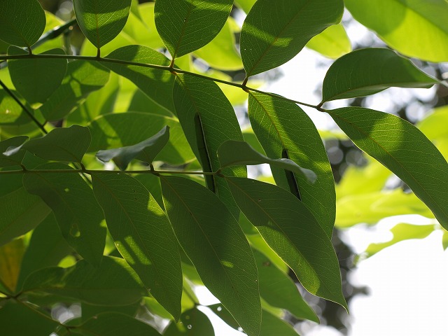 b0135573_19112730.jpg