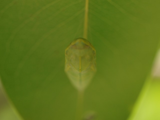 b0135573_1912918.jpg